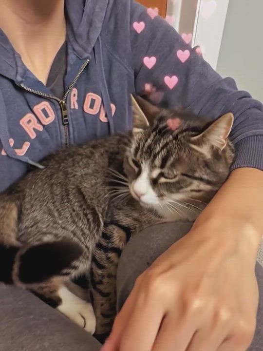 Enlarge Valentina, a ADOPTABLE Domestic Short Hair in East Brunswick, NJ video 5/5