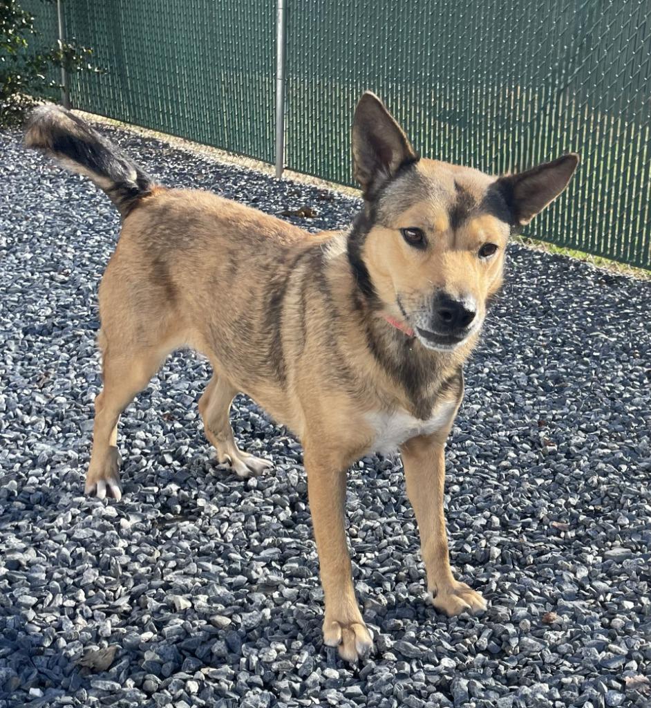 Enlarge Ocean, a Adoptable mixed breed in Mount Gilead, NC image 1/5