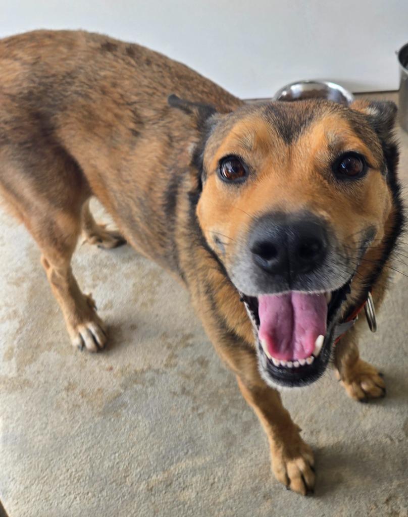 Ocean, Adoptable, Adult Female Mixed Breed.