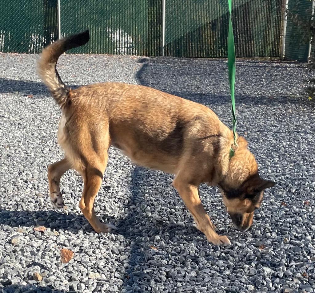 Enlarge Ocean, a Adoptable mixed breed in Mount Gilead, NC image 4/5