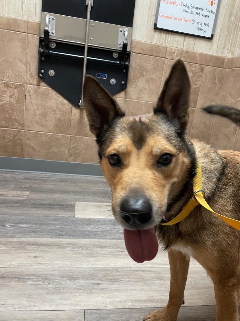 Enlarge Ocean, a Adoptable mixed breed in Mount Gilead, NC image 2/5