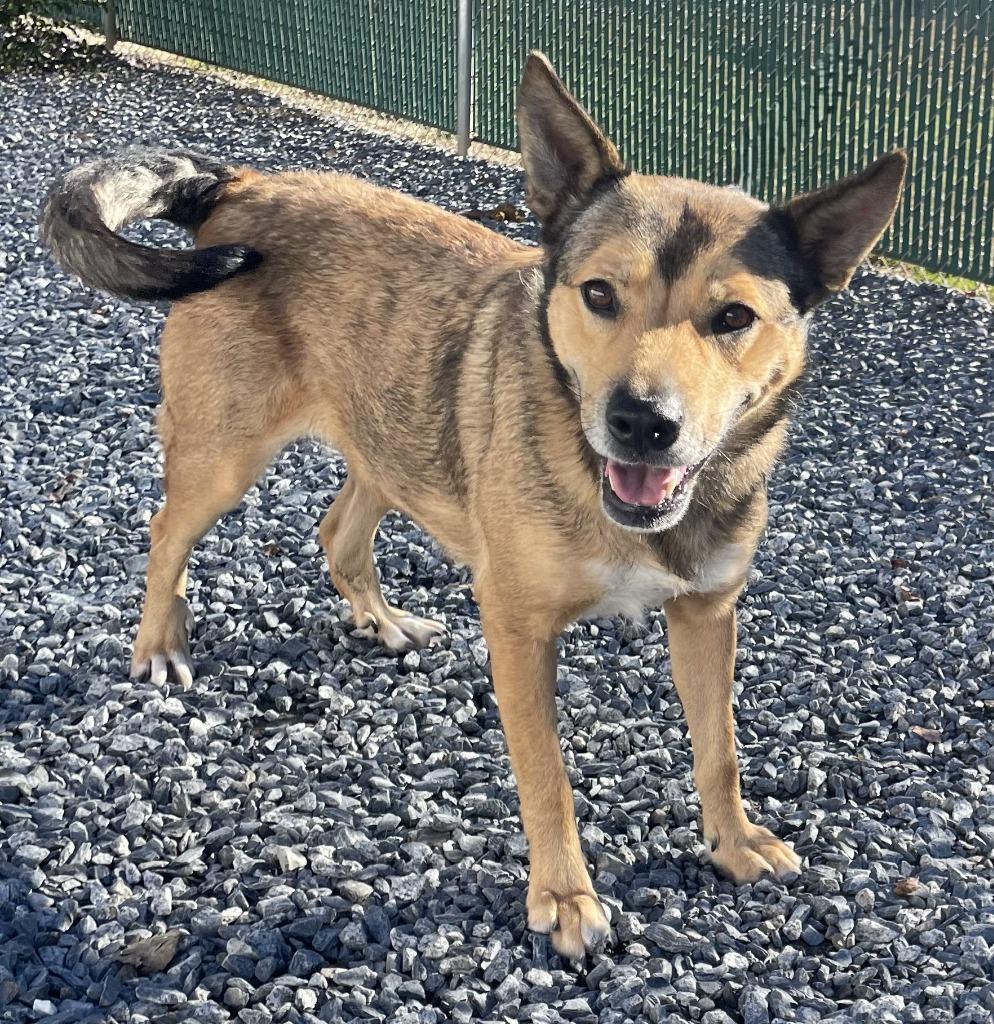 Enlarge Ocean, a Adoptable mixed breed in Mount Gilead, NC image 5/5