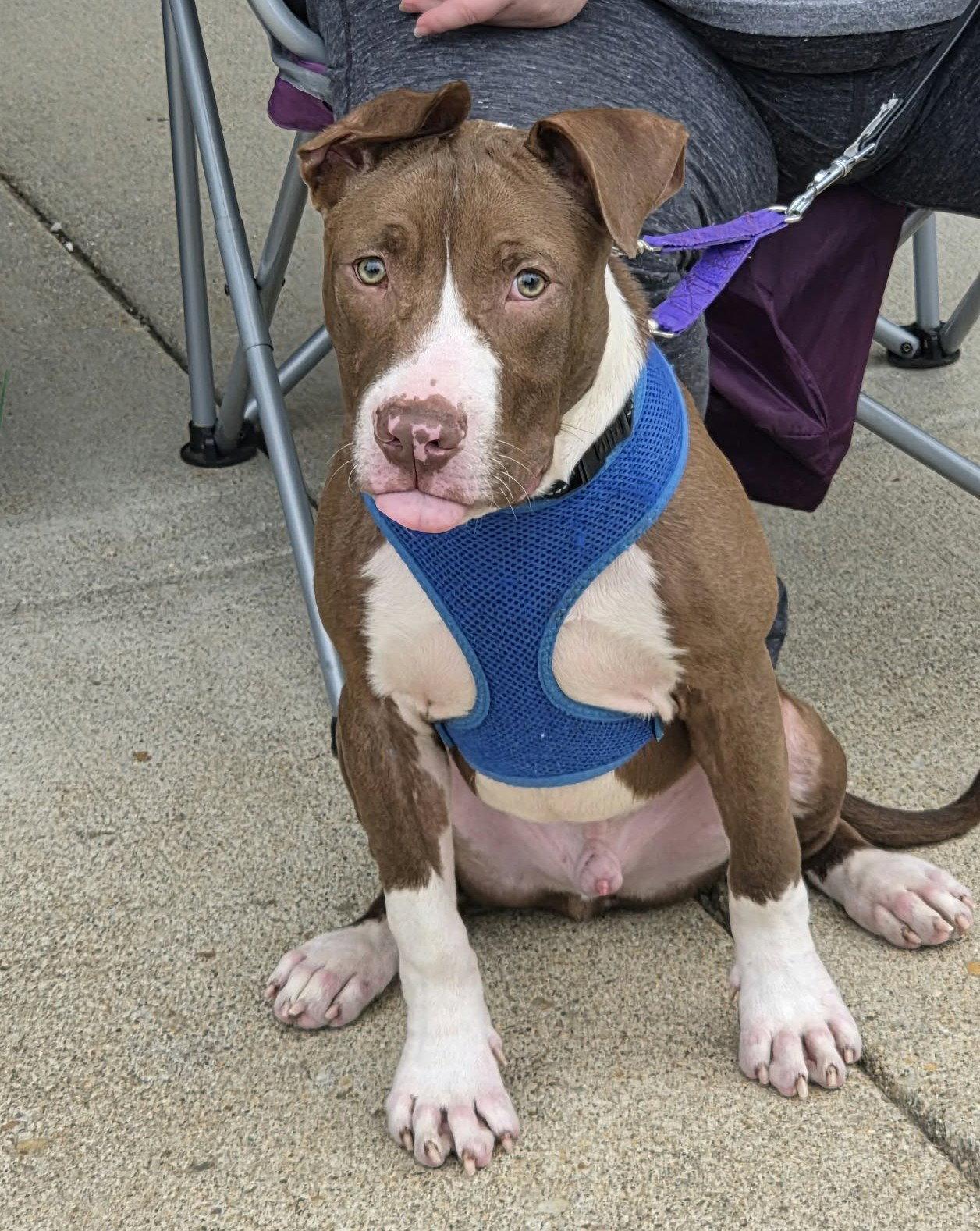 Butter Bean (puppy), Adoptable, Puppy Male Pit Bull Terrier.