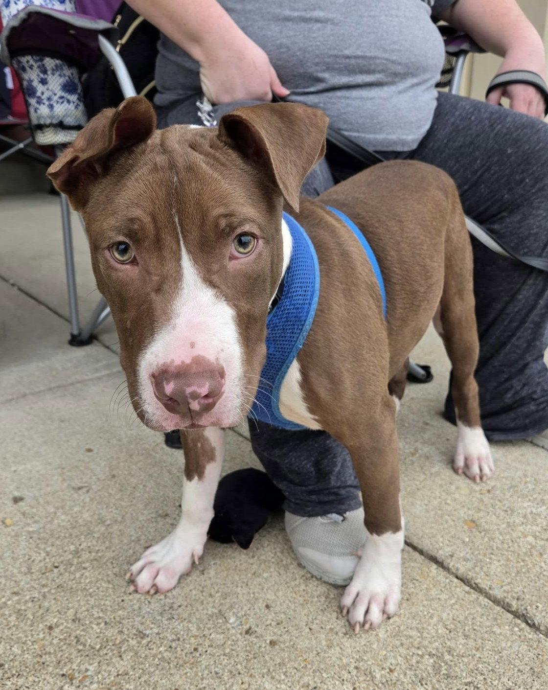 Enlarge Butter Bean (puppy), a Adoptable Pit Bull Terrier in Spotsylvania, VA image 2/3
