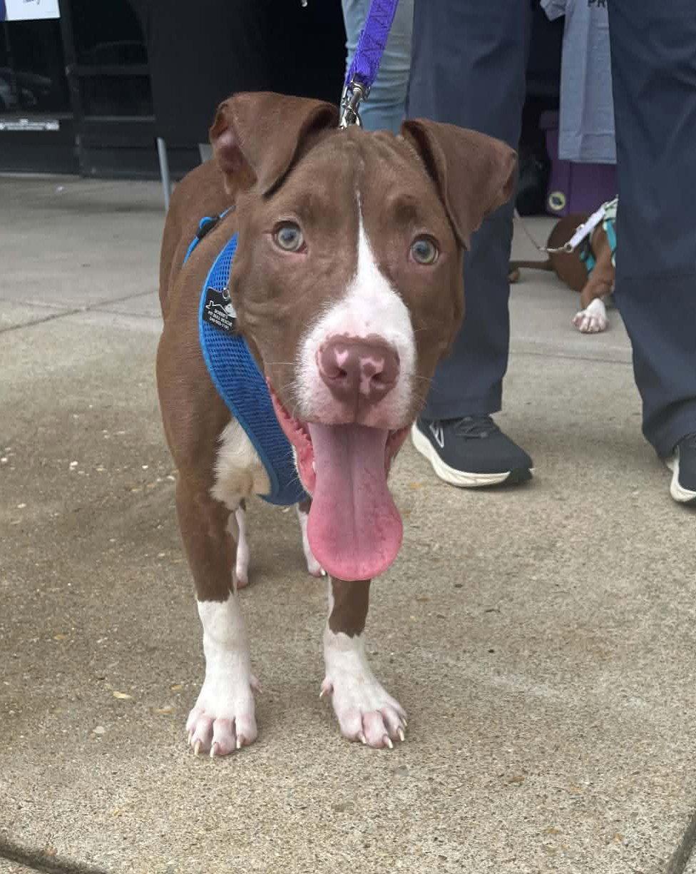 Enlarge Butter Bean (puppy), a Adoptable Pit Bull Terrier in Spotsylvania, VA image 3/3