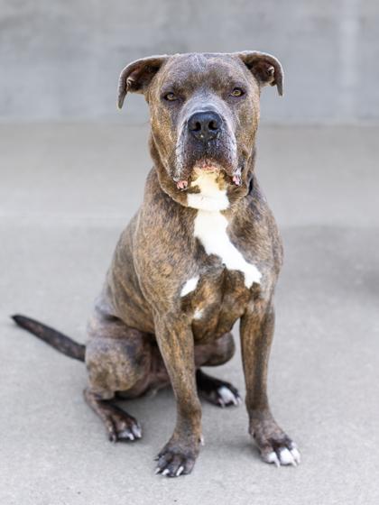 Max, a Adoptable mixed breed in Longmont, CO image 1/3