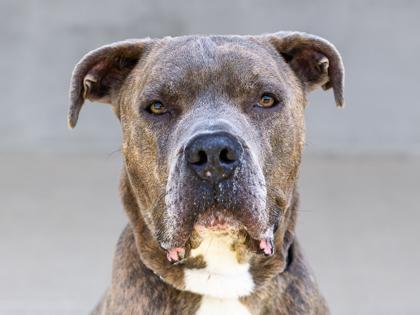 Max, a Adoptable mixed breed in Longmont, CO image 2/3