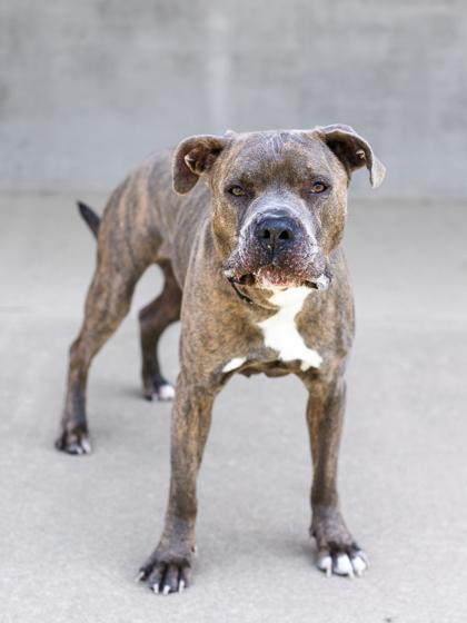 Max, a Adoptable mixed breed in Longmont, CO image 3/3