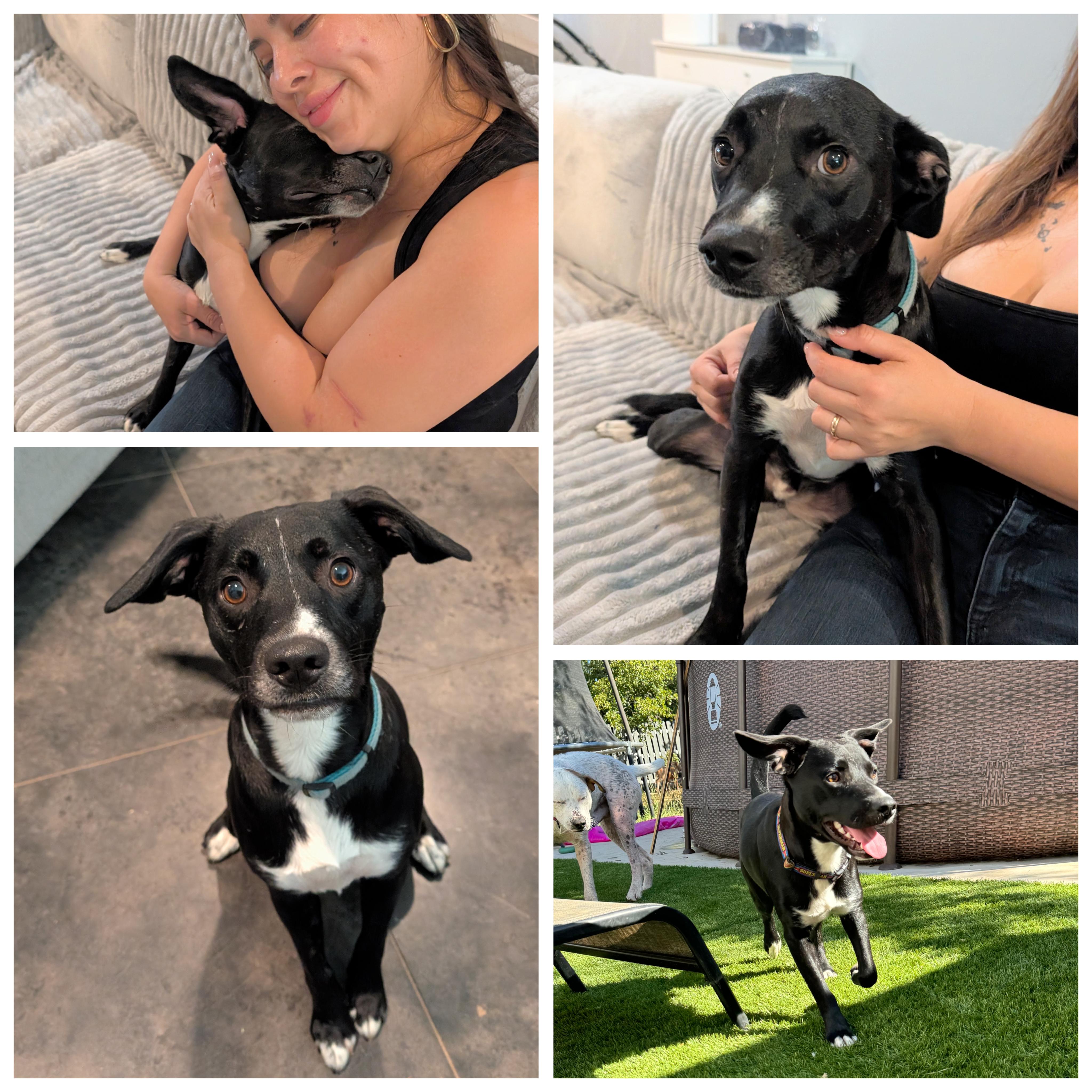 Astro (27lb), Adoptable, Young Male Australian Cattle Dog / Blue Heeler & Mixed Breed.