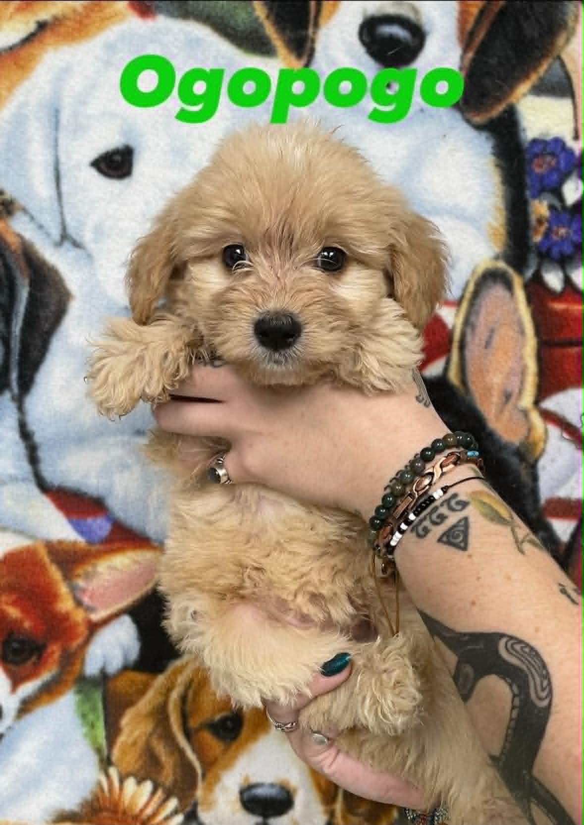 Ogopogo, adopted, Puppy Female Goldendoodle & Shepherd.