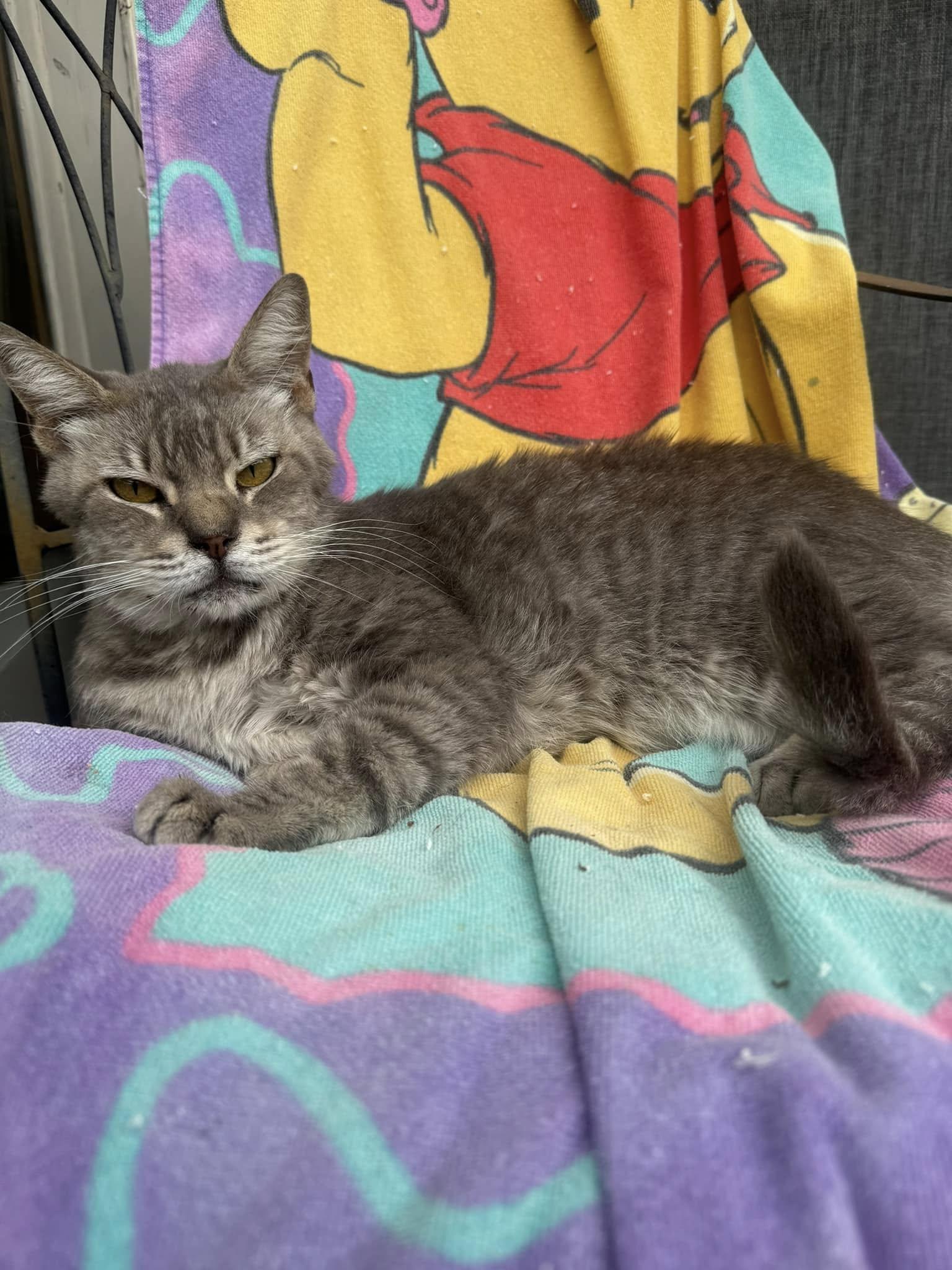 Audrey Hepburn, Adoptable, Senior Female Domestic Medium Hair.