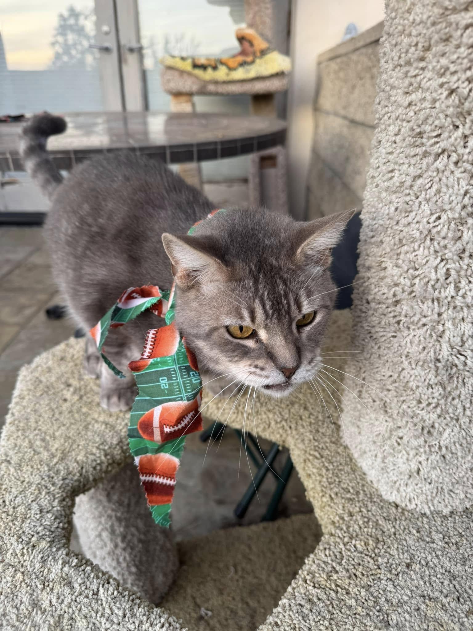 Enlarge Audrey Hepburn, a Adoptable mixed breed in Malibu, CA image 2/5