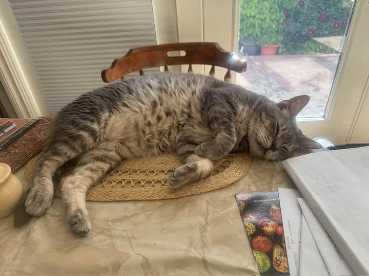 Enlarge Audrey Hepburn, a Adoptable mixed breed in Malibu, CA image 3/5