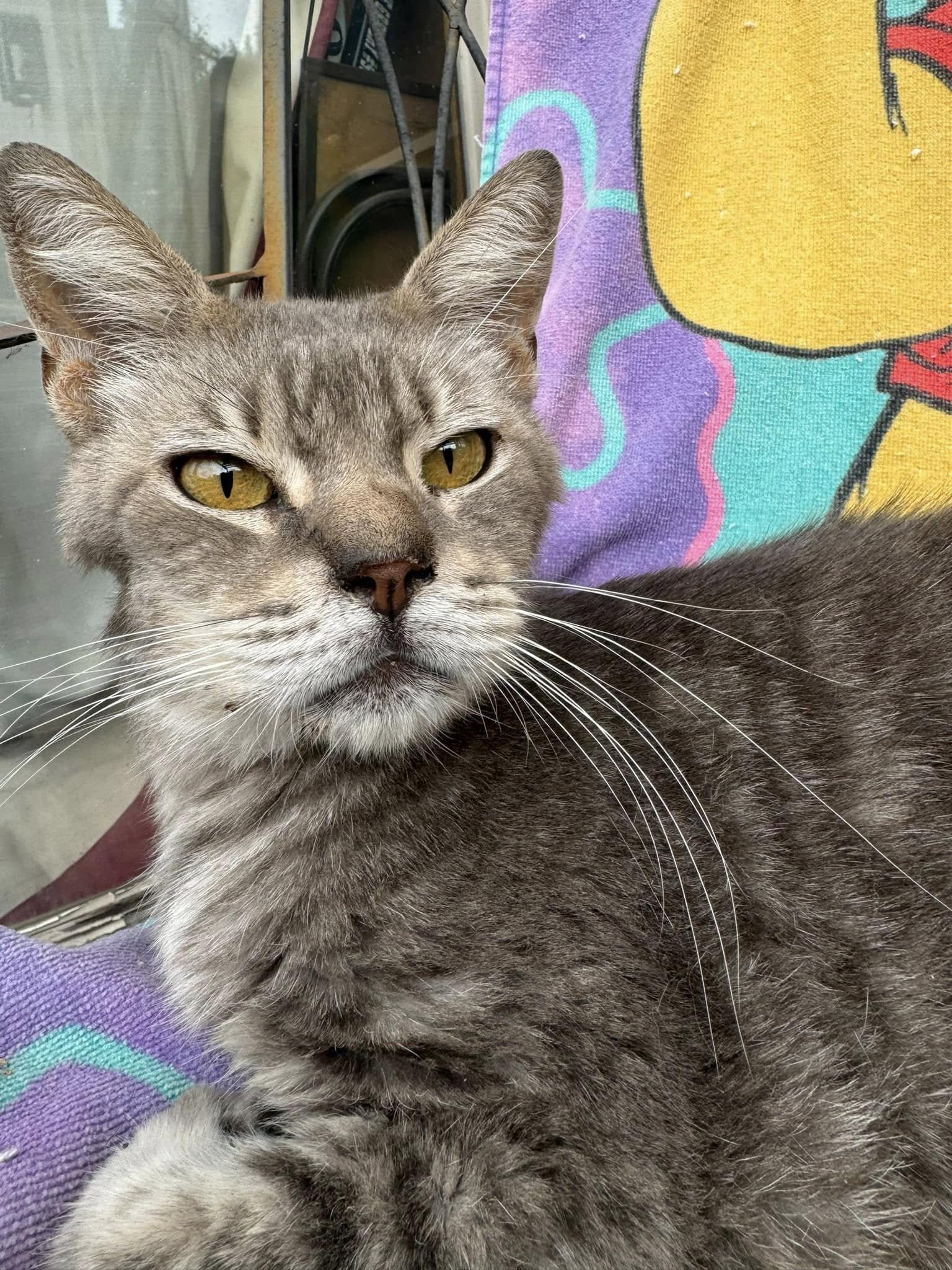 Enlarge Audrey Hepburn, a Adoptable mixed breed in Malibu, CA image 4/5