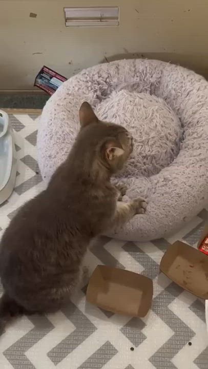 Enlarge Audrey Hepburn, a Adoptable mixed breed in Malibu, CA video 5/5