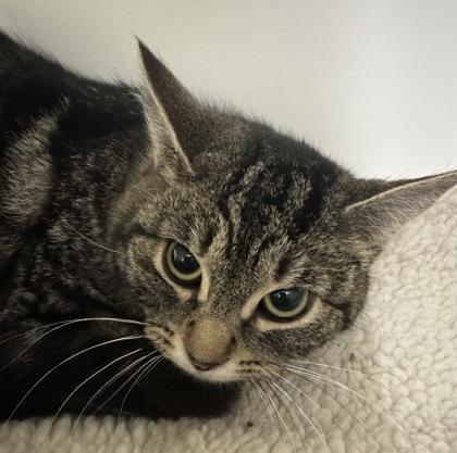 Sephora, Adoptable, Young Female Domestic Short Hair & Domestic Short Hair.
