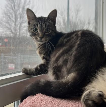 Enlarge Sephora, a Adoptable mixed breed in Erin, ON image 2/2