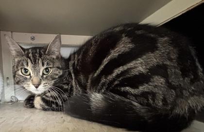 Sephora, Adoptable, Young Female Domestic Short Hair & Domestic Short Hair.