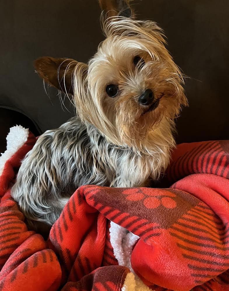 Frankie - ADOPTED!, Adopted, Adult Female Yorkshire Terrier.