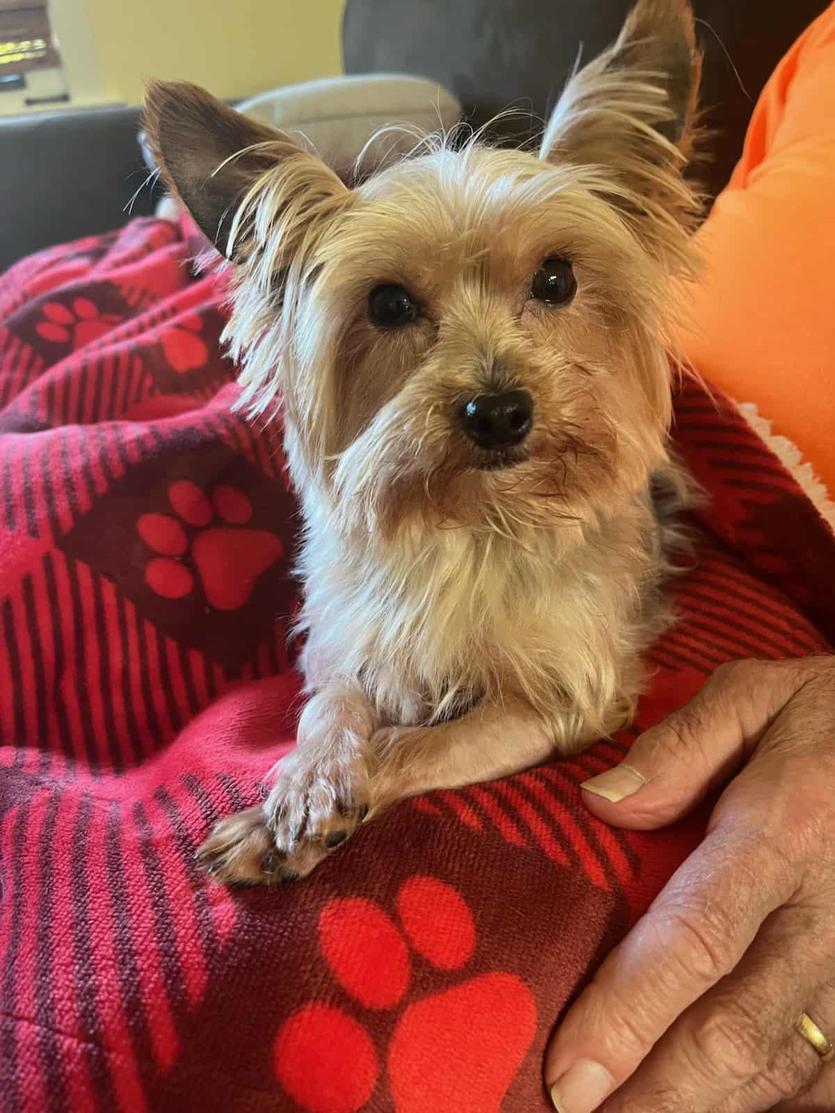 Frankie - ADOPTED!, a Adopted Yorkshire Terrier in Arlington, VA image 2/3