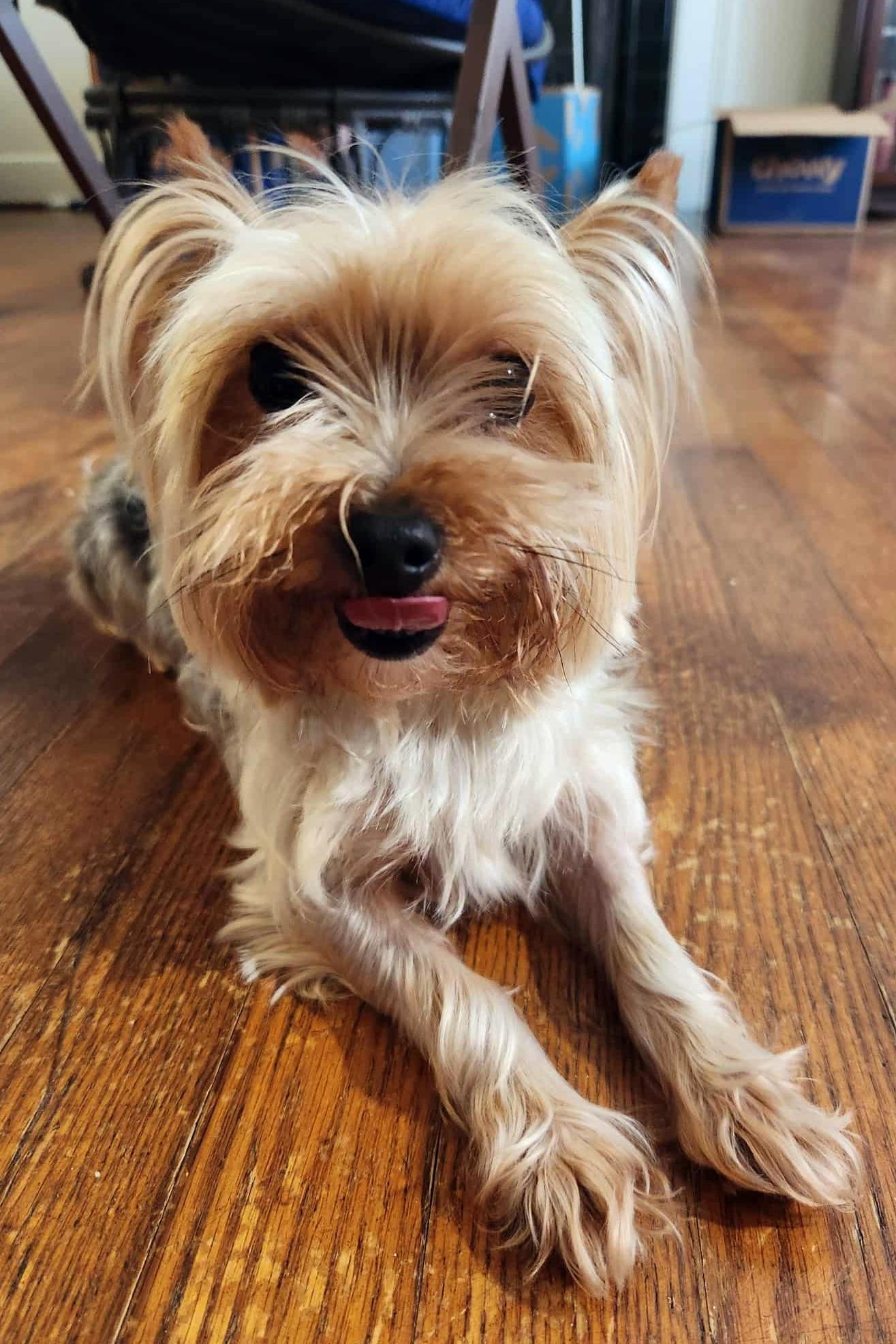 Frankie - ADOPTED!, a Adopted Yorkshire Terrier in Arlington, VA image 3/3