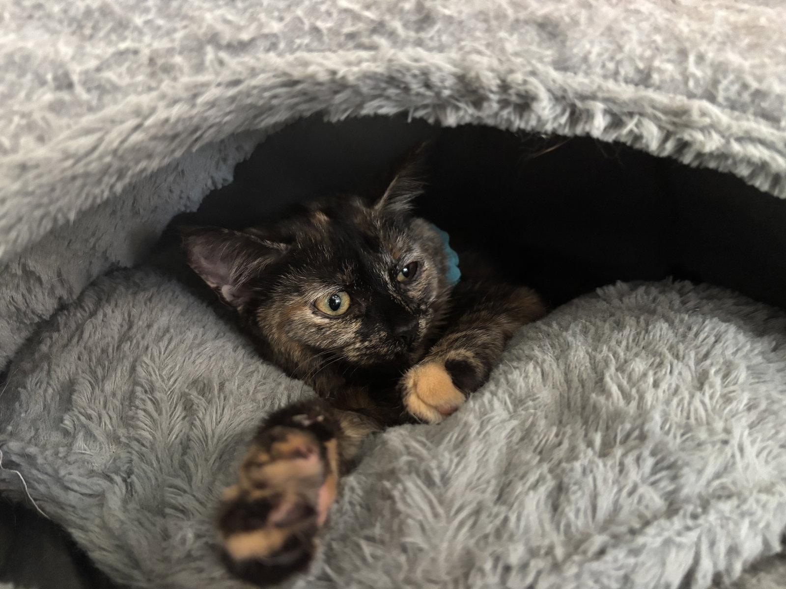 Dana, Adoptable, Kitten Female Domestic Short Hair.