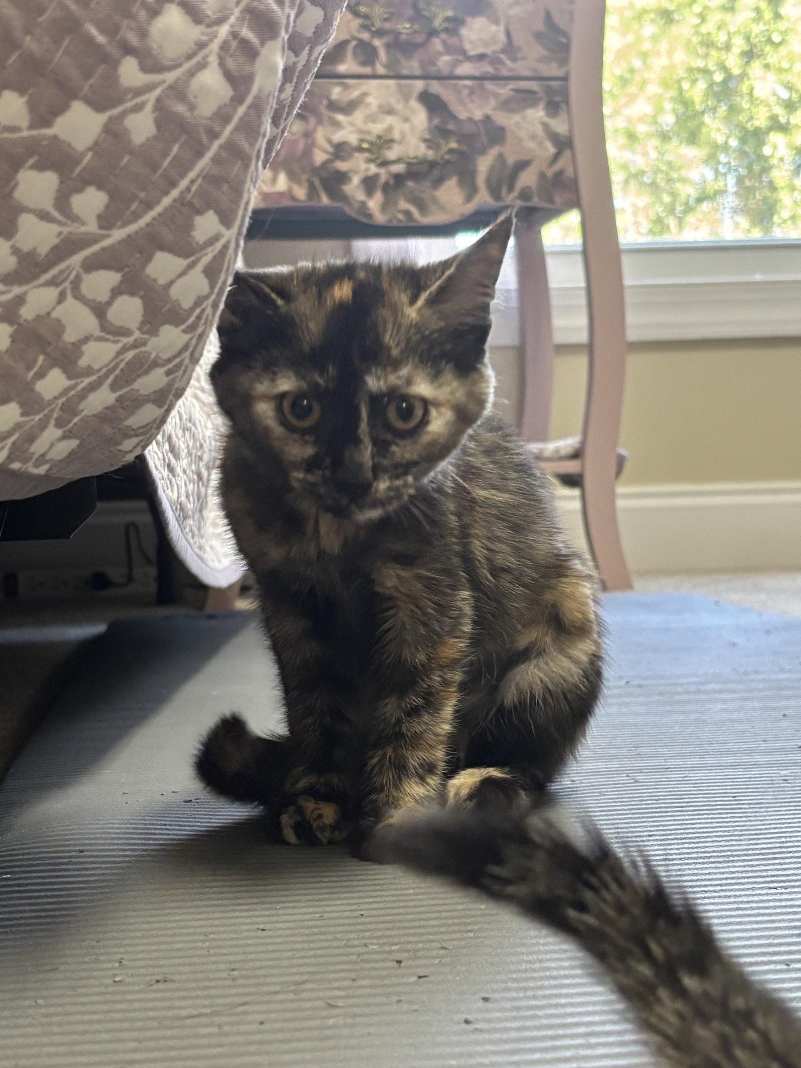 Dana, a Adoptable Domestic Short Hair in Oakboro , NC image 2/2