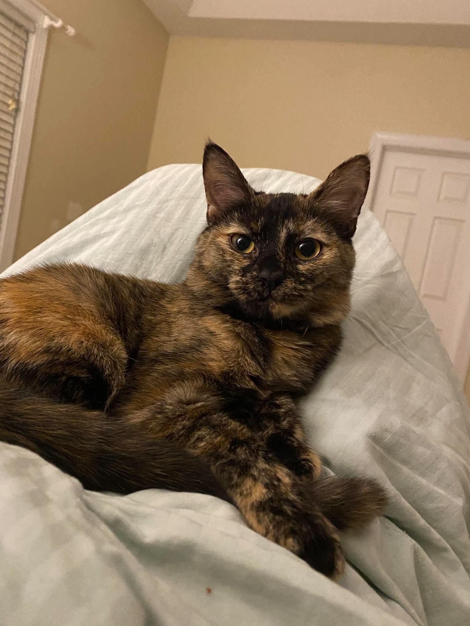 Enlarge Dana, a Adoptable Domestic Short Hair in Oakboro , NC image 3/3