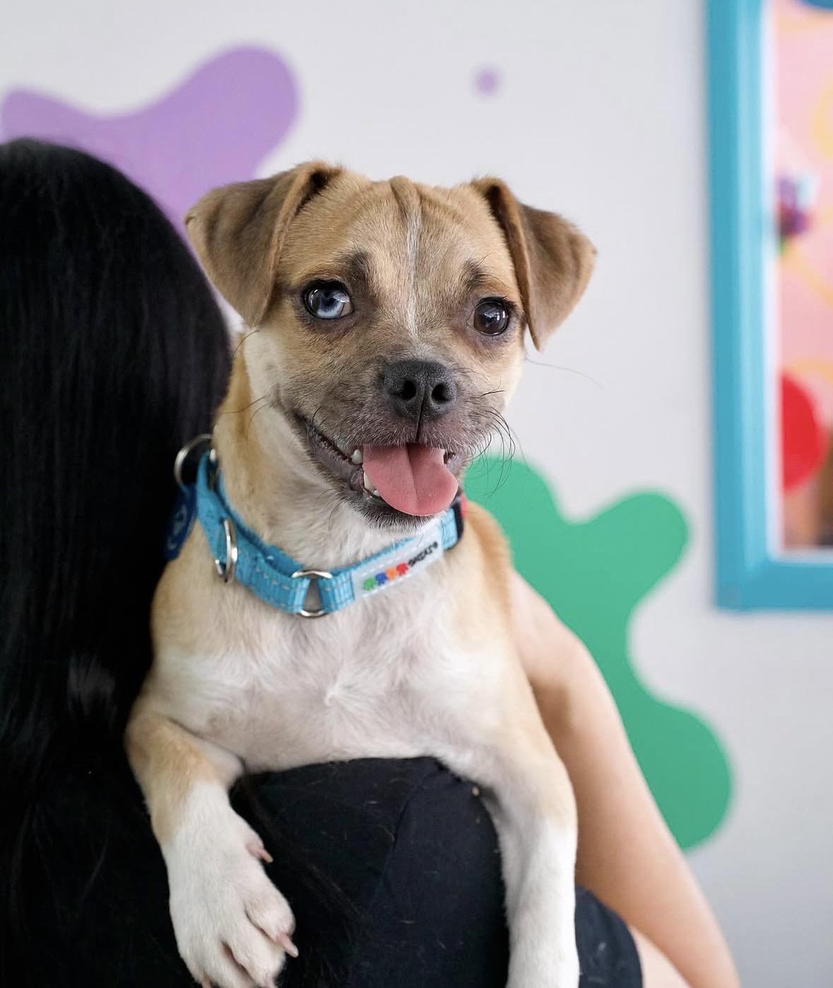 Smudge, Adoptable, Puppy Male Pug & Chihuahua.