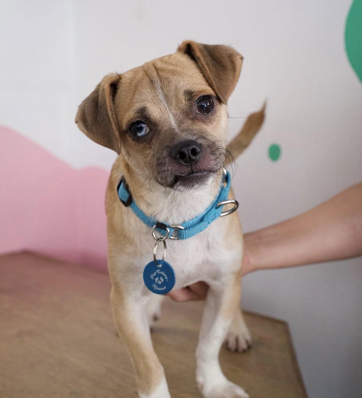 Smudge, a Adoptable mixed breed in Pasadena, CA image 5/5