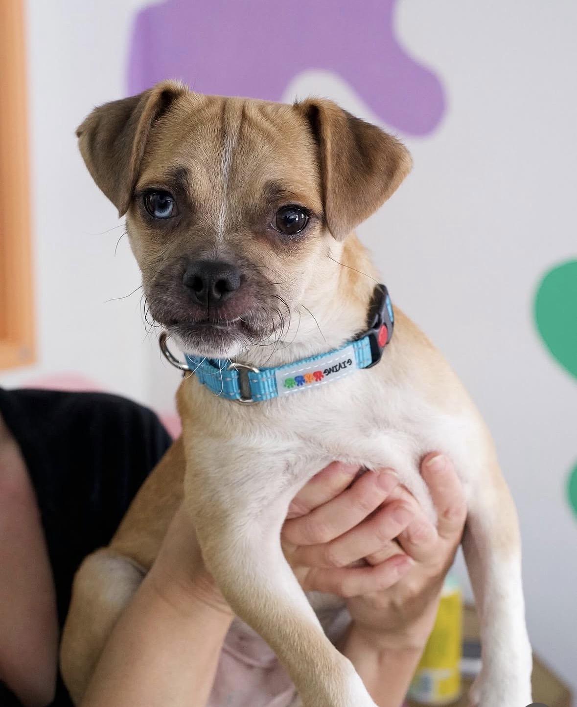Smudge, a Adoptable mixed breed in Pasadena, CA image 3/5