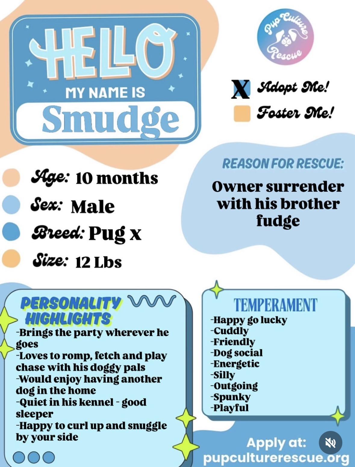 Smudge, a Adoptable mixed breed in Pasadena, CA image 2/5