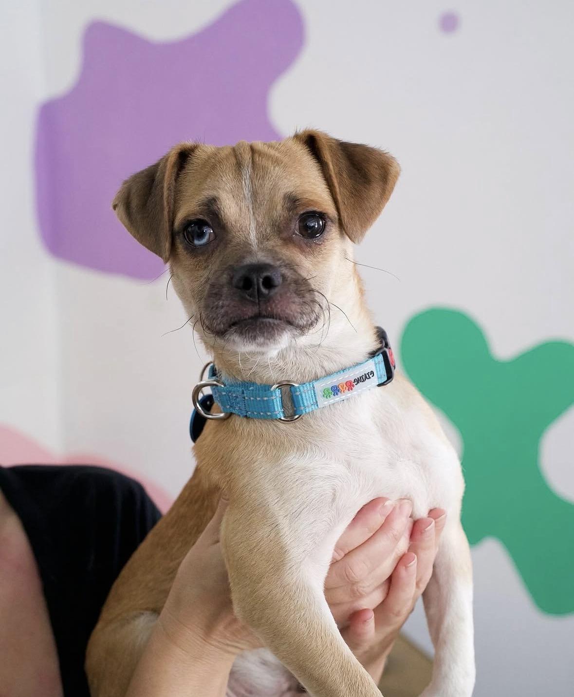 Smudge, a Adoptable mixed breed in Pasadena, CA image 4/5