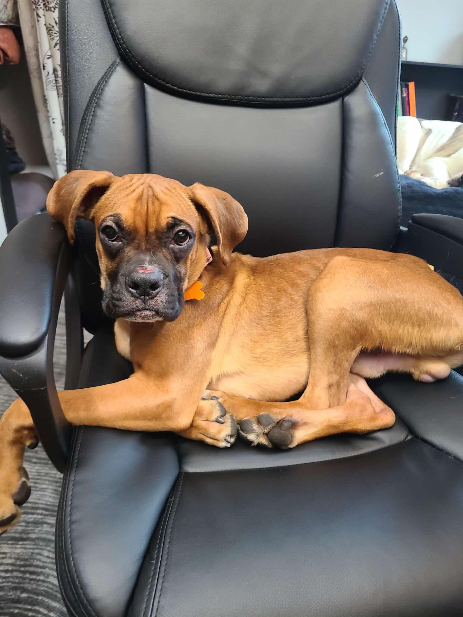 Stuart, a Adoptable Boxer in Owatonna, MN image 1/3