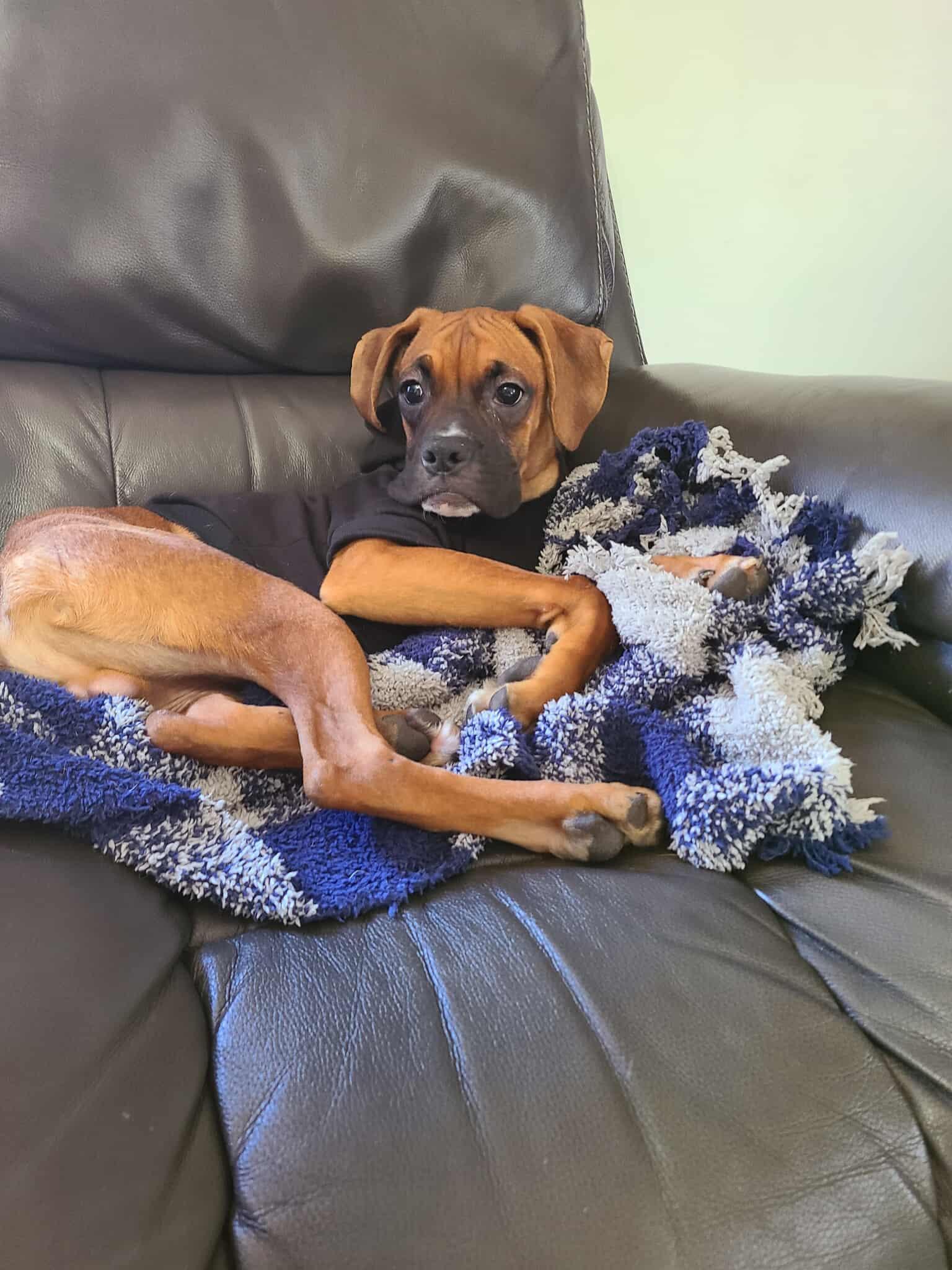 Stuart, a Adoptable Boxer in Owatonna, MN image 2/3