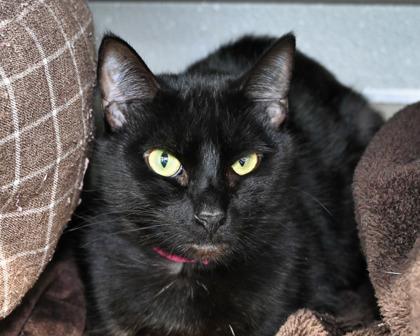Enlarge Foo Foo, a Adoptable Domestic Short Hair in West Seneca, NY image 2/3