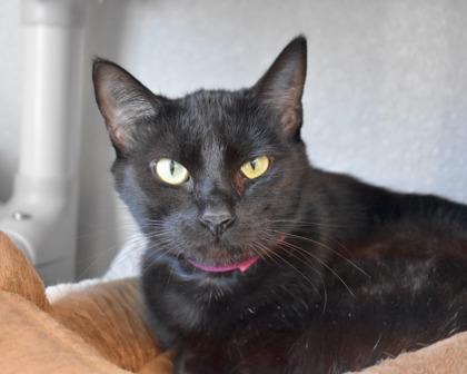 Enlarge Foo Foo, a Adoptable Domestic Short Hair in West Seneca, NY image 2/3