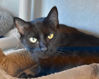 Enlarge Foo Foo, a Adoptable Domestic Short Hair in West Seneca, NY image 2/3