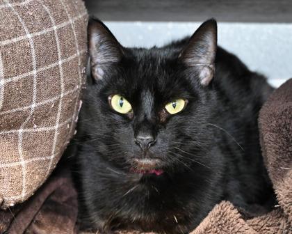 Enlarge Foo Foo, a Adoptable Domestic Short Hair in West Seneca, NY image 3/3