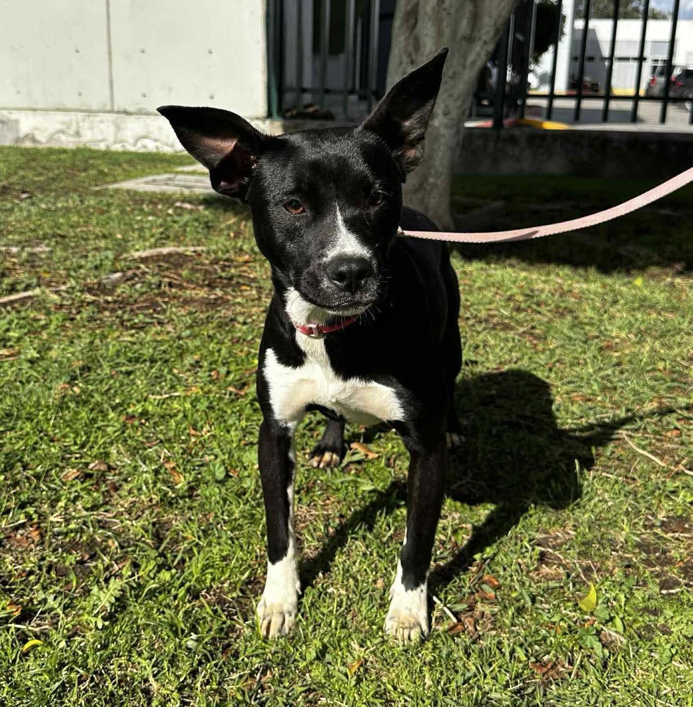 Enlarge Bonnie, a Adoptable mixed breed in Puyallup, WA image 3/6