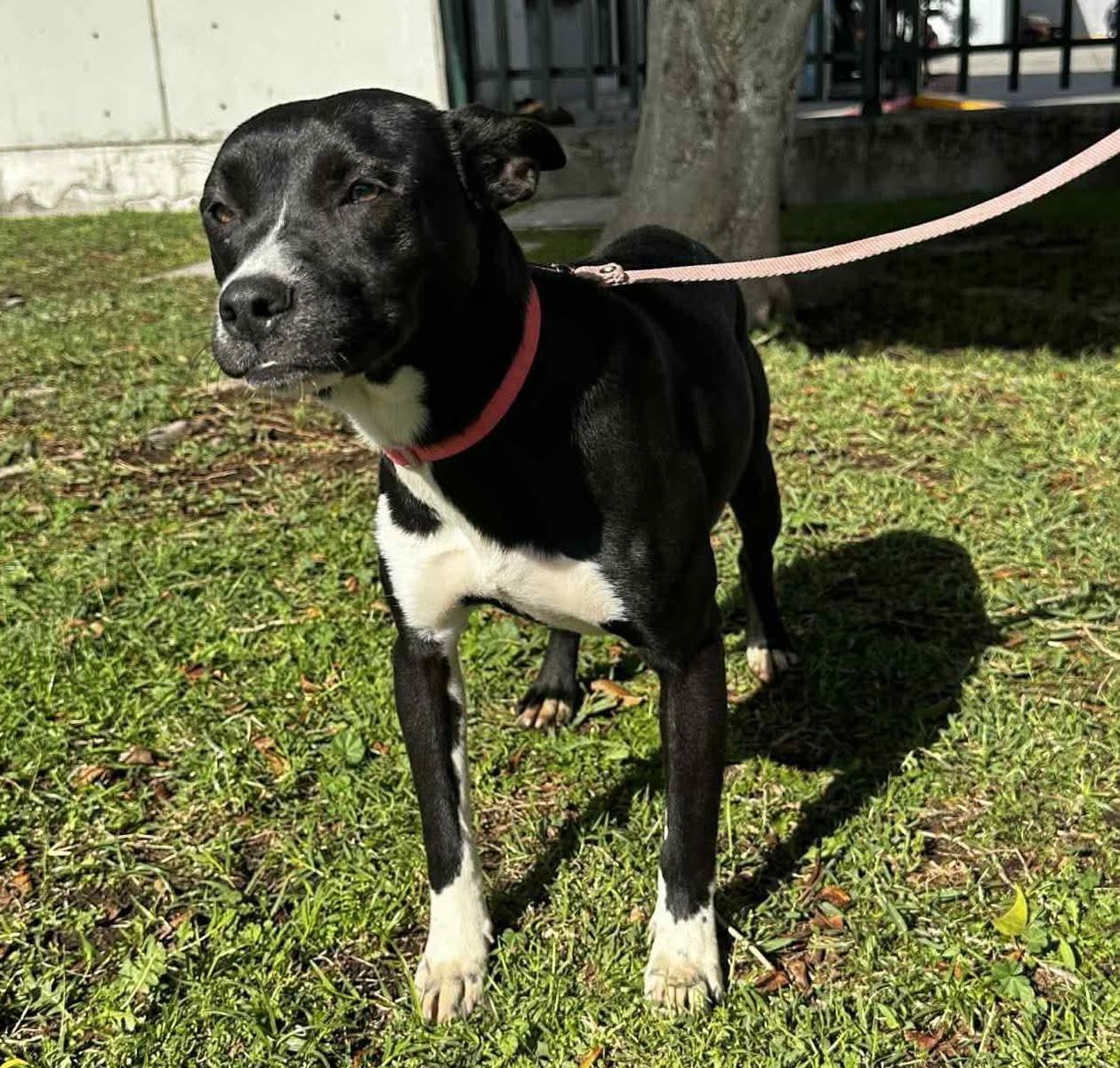 Enlarge Bonnie, a Adoptable mixed breed in Puyallup, WA image 4/6