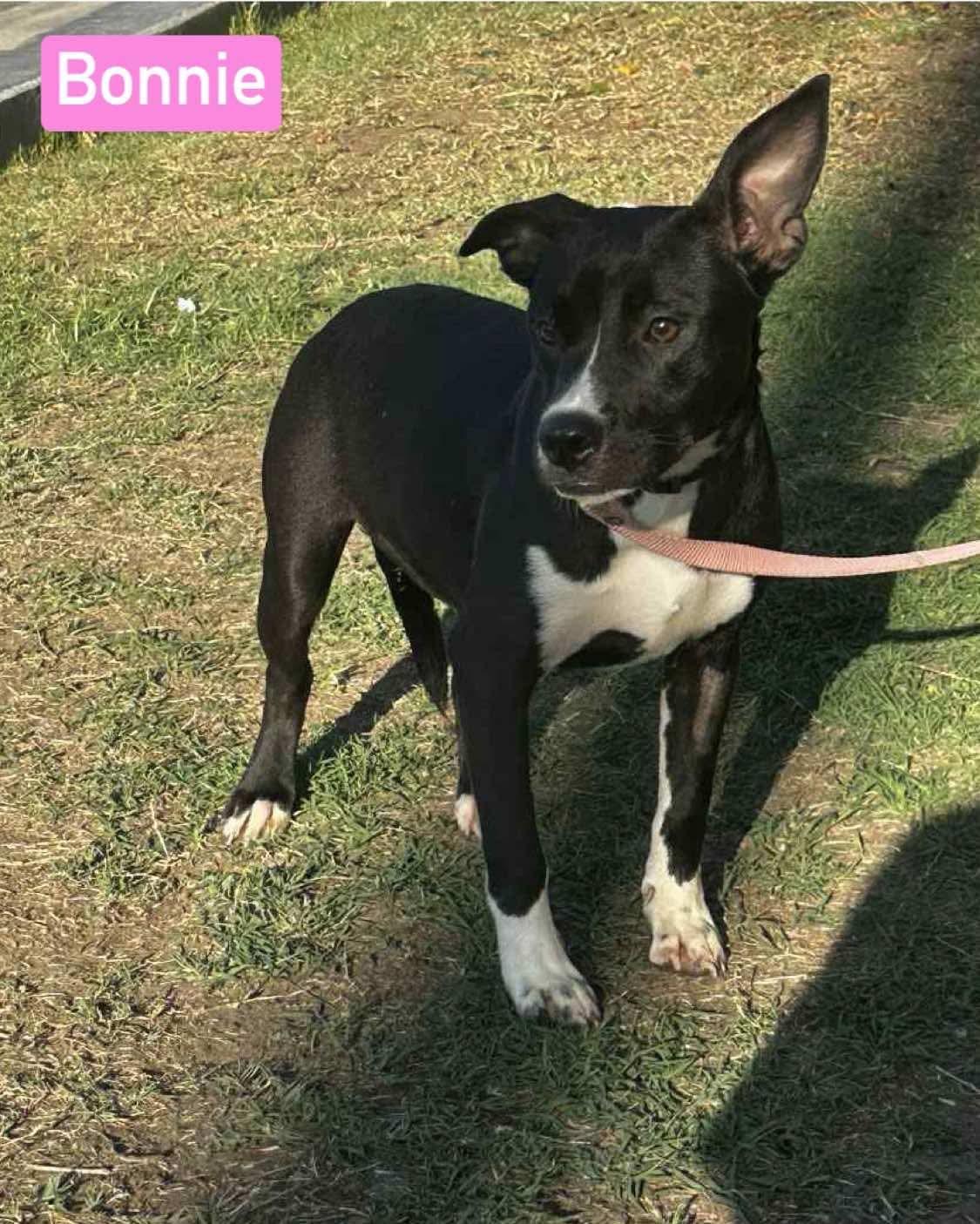 Enlarge Bonnie, a Adoptable mixed breed in Puyallup, WA image 2/6