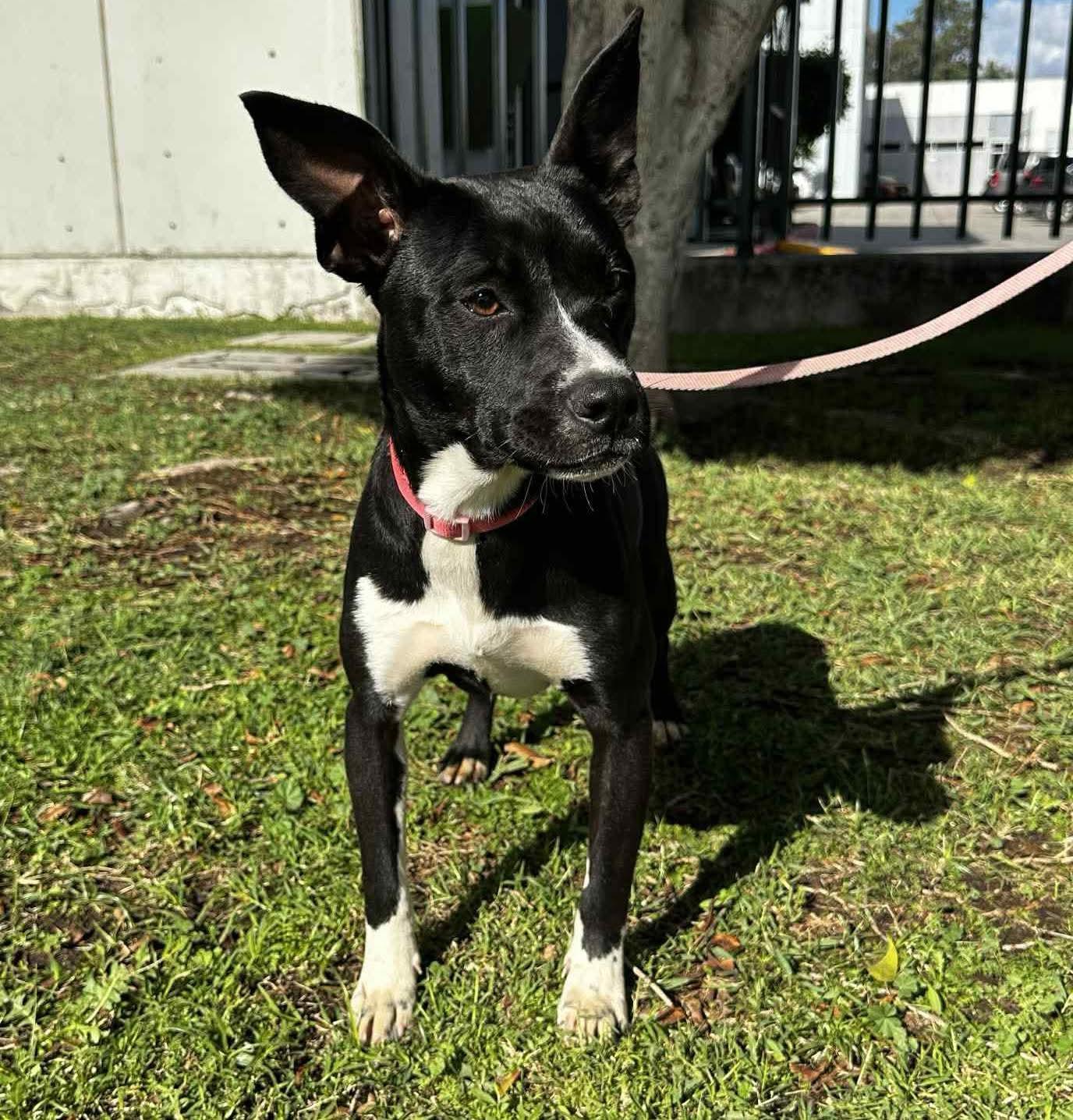 Bonnie, Adoptable, Puppy Female Terrier.