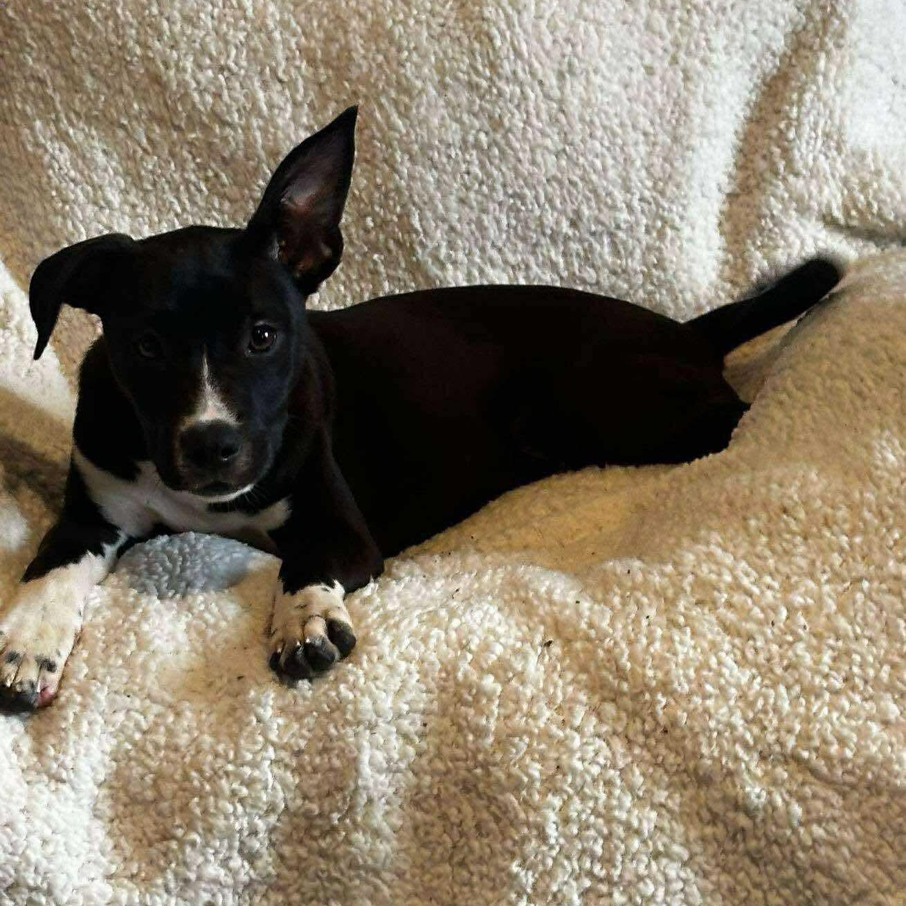 Enlarge Bonnie, a Adoptable mixed breed in Puyallup, WA image 5/6