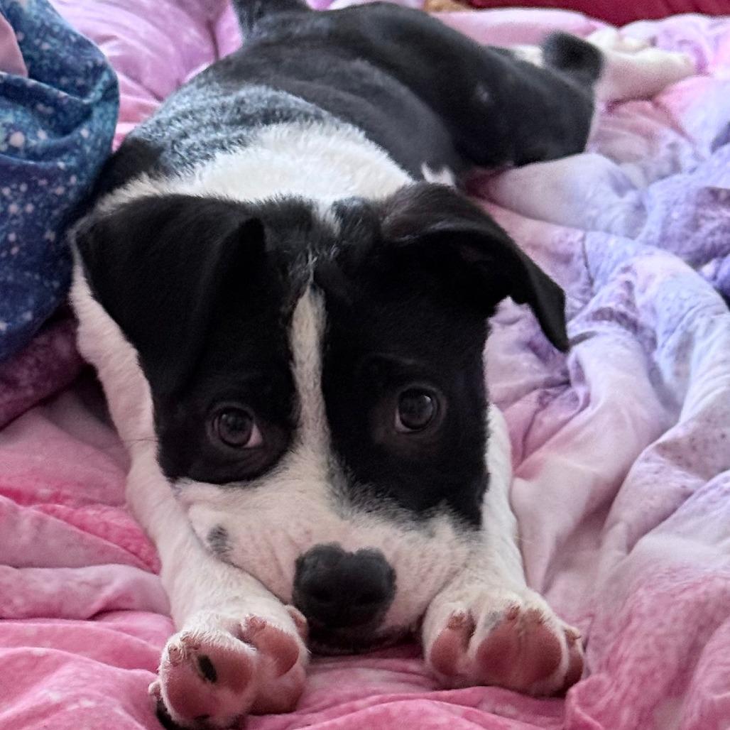 Ozzy, a Adoptable mixed breed in Fredericksburg, TX image 1/6