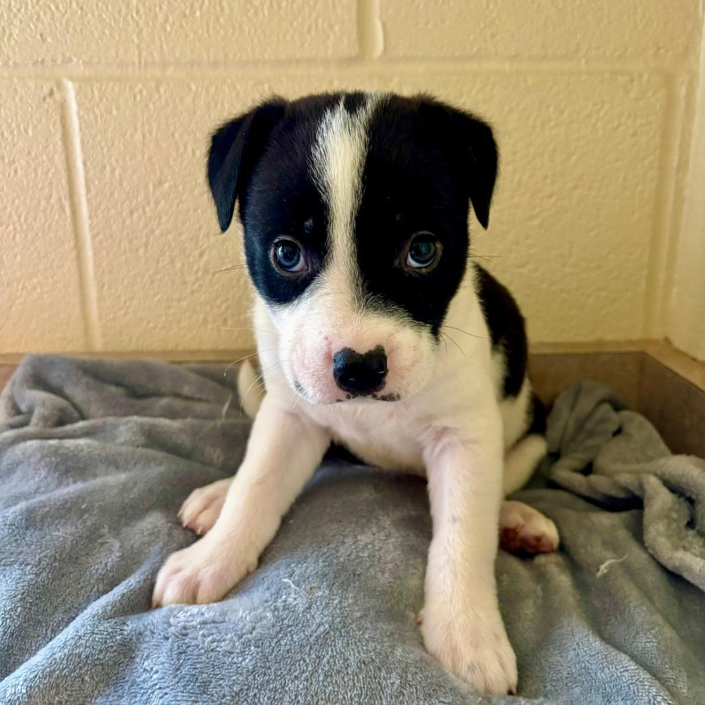 Ozzy, a Adoptable mixed breed in Fredericksburg, TX image 2/6