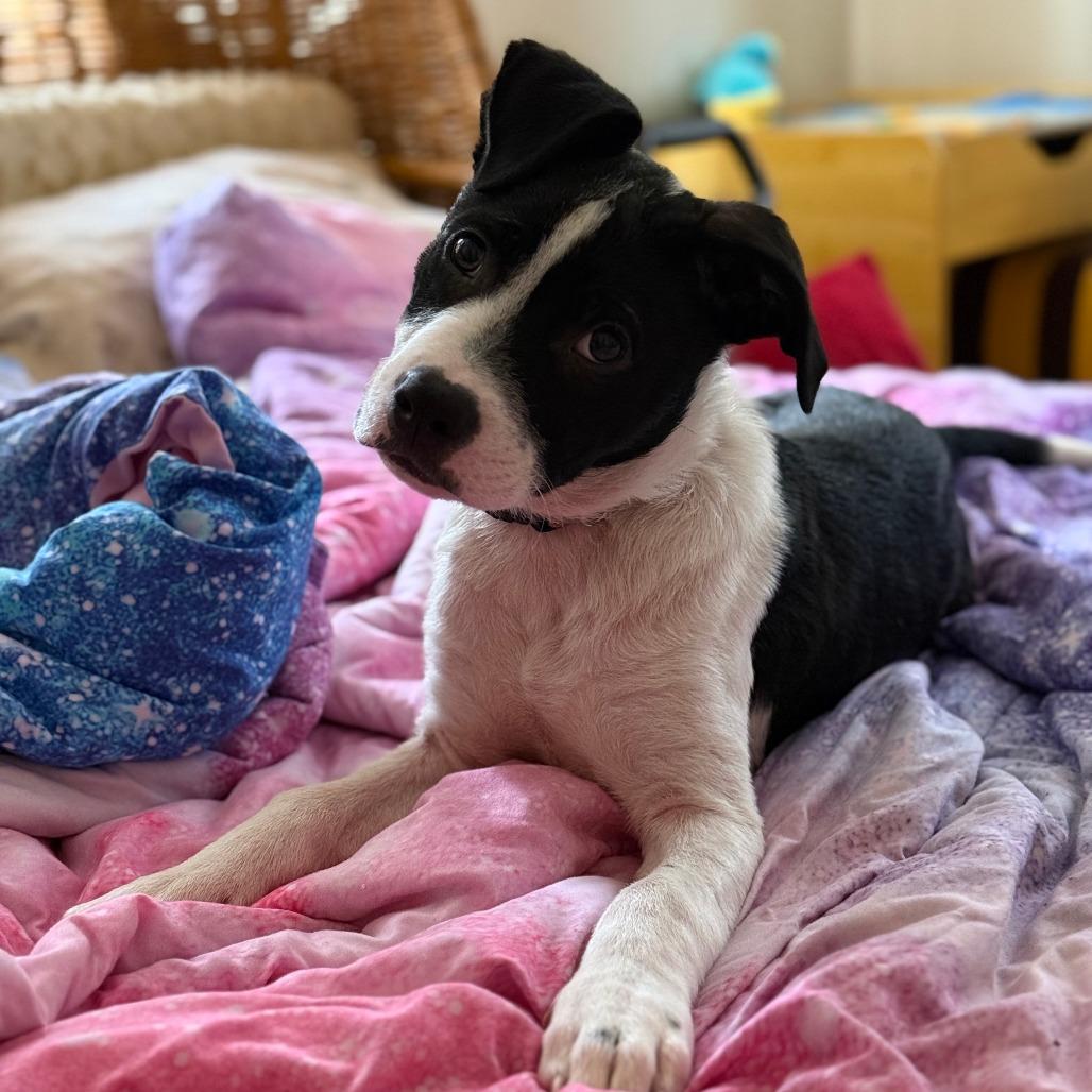 Ozzy, a Adoptable mixed breed in Fredericksburg, TX image 3/6