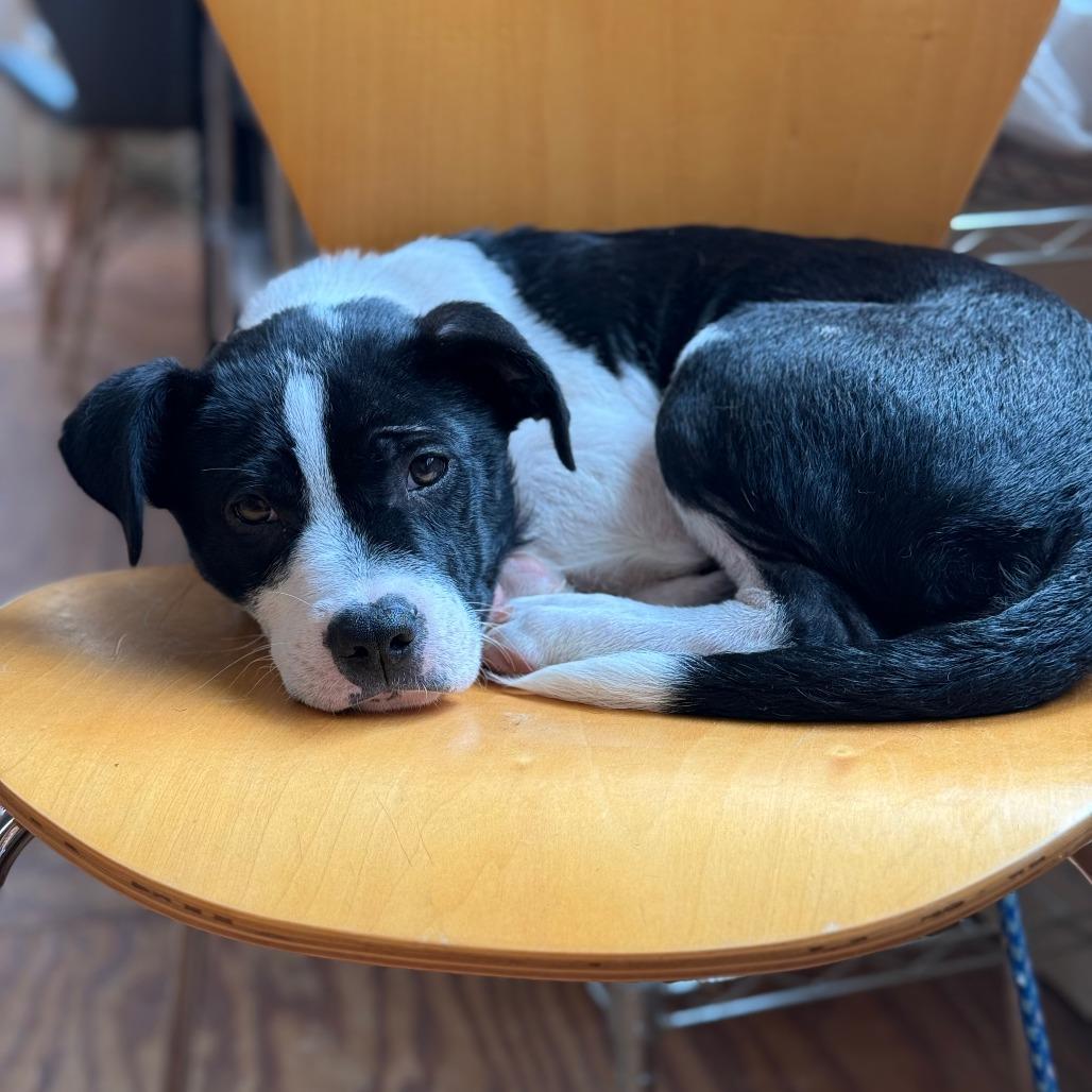 Ozzy, a Adoptable mixed breed in Fredericksburg, TX image 5/6