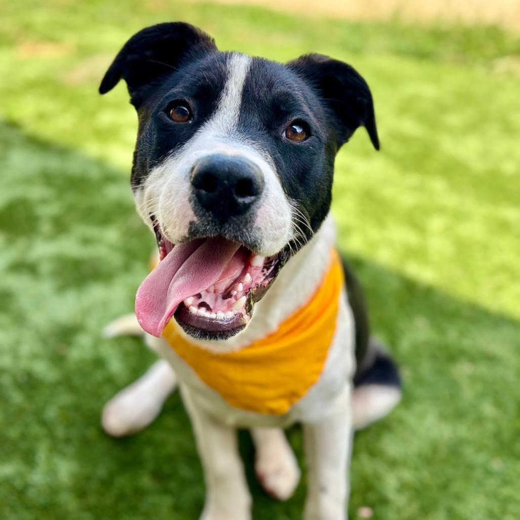 Ozzy, a Adoptable mixed breed in Fredericksburg, TX image 6/6