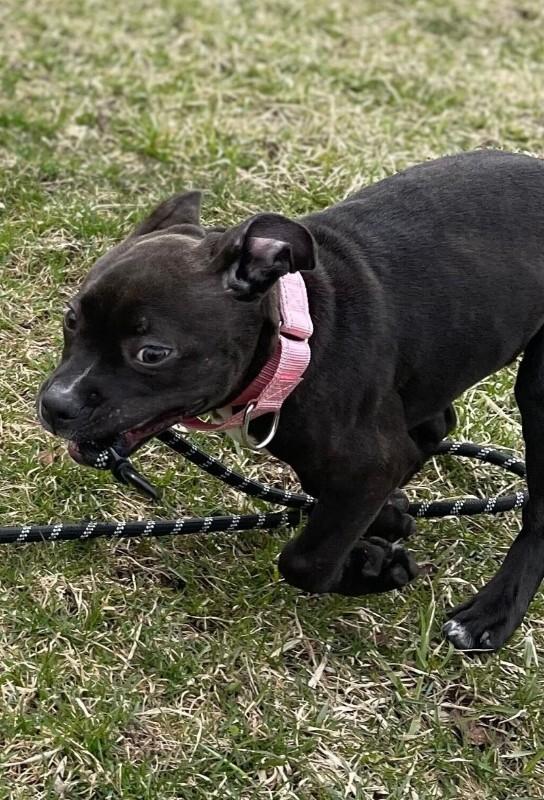Priscilla, Adoptable, Puppy Female Pit Bull Terrier & Mixed Breed.